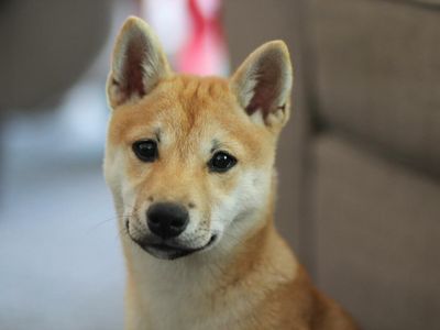 If You Had $1,000 Right Now, Would You Put It On Dogecoin, Shiba Inu Or Saitama?