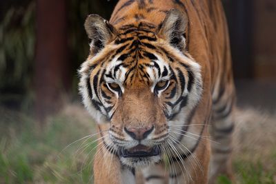 4 Circus Tigers Sent To Animal Sanctuary After Spending 15 Years In A Cage