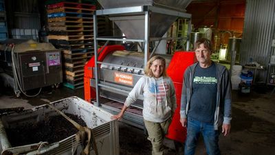 'A big sigh of relief': Bumper grape harvest needs helping hands