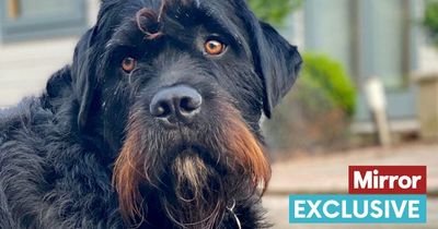 Crufts most handsome crossbreed saved from 'kill shelter' before taking crown