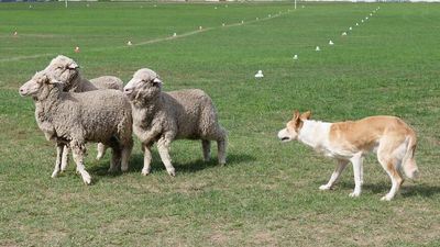 Laurie Slater, the oldest competitor in this year's National Sheep Dog Trials, reaches finals