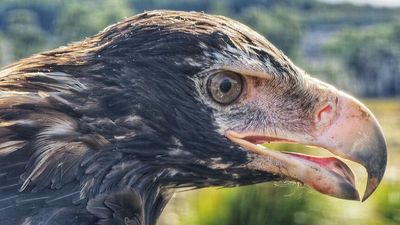 Plea to stop wedge-tailed eagles being electrocuted on power lines after spate of deaths in Tasmania