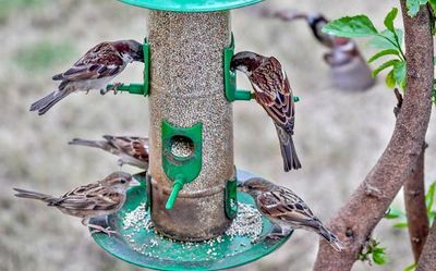 How citizen movements across India are bringing the friendly sparrows back to the neighbourhood