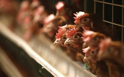 Fire in poultry farm near Coimbatore kills 8,500 chickens