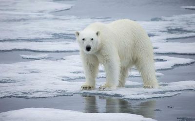 India hopes for permanent presence in Arctic