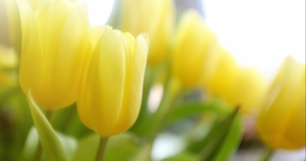 When do the clocks go forward 2022 and when is the…