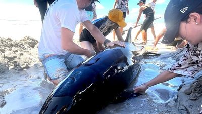 Beachgoers race to save young false killer whale stranded at Casuarina on the Tweed coast