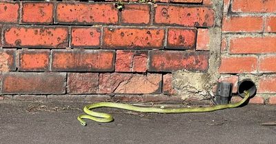 Massive bright green five-foot snake appears out of Cardiff drain