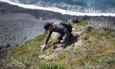 ‘Crime against nature’: the rise and fall of the world’s most notorious succulent thief