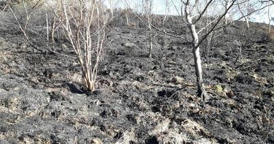 Devastating moorland fire at Dove Stone destroys massive area of new woodland planted by local volunteers