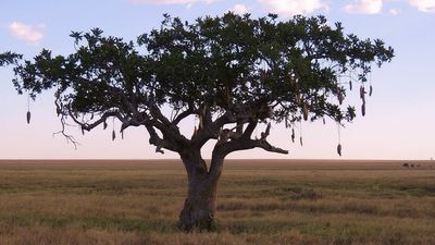 Zimbabweans barking up the wrong tree with ‘silly’ English names