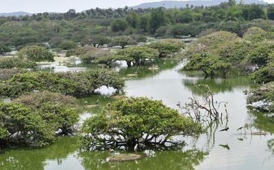 Sun Pharma’s expansion project near Tamil Nadu’s Vedanthangal Bird Sanctuary set to get green nod