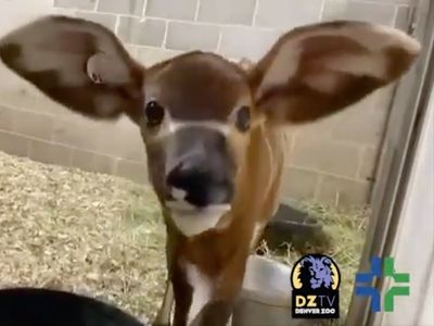 Denver Zoo welcomes newborn Winston, the rare bongo