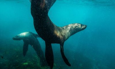 Conservationists call for ban on explosives to scare seals at salmon farm in federal waters off Tasmania