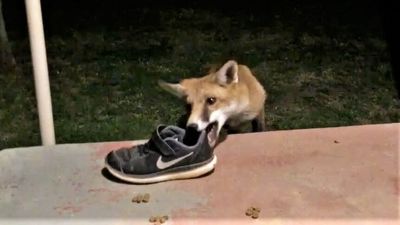 Brazen young fox filmed stealing shoes from family home in Western Australia