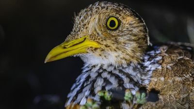 NSW's critically endangered plains-wanderers released after successful breeding program