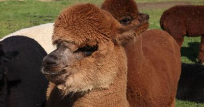 A visit to the alpaca cafe in Newark provides some unexpected surprises