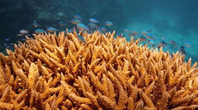 UN Weighs Listing Great Barrier Reef as 'in Danger'