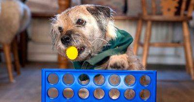 Bramble the dog, 11, learns to play Connect 4