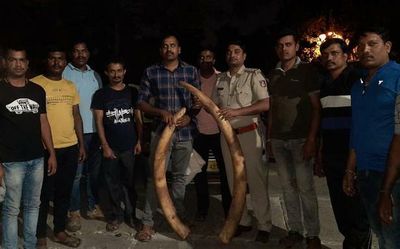 Carcass of tusker found at Veerapura near Hassan