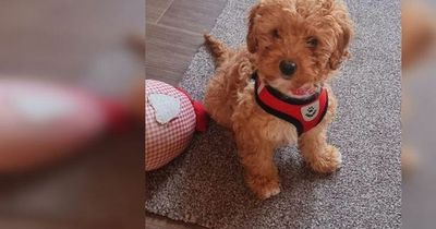 'Mum, please don't give her to the angels' pleads daughter of couple fundraising for puppy's life-saving surgery