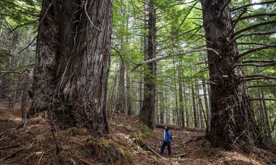 California plan would give $100m to Indigenous leaders to buy ancestral lands