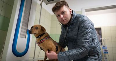 Heroic vet saves 260 dogs and cats from Ukraine warzone - including dog shot in spine