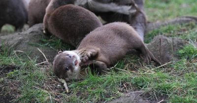 Four adorable Asian small-clawed otter pups named at Edinburgh Zoo