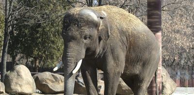 Ukraine's zoos: what is happening to all the animals