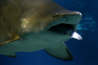 Shark in Caribbean ‘hunted and killed’ after fatal attack on Italian tourist