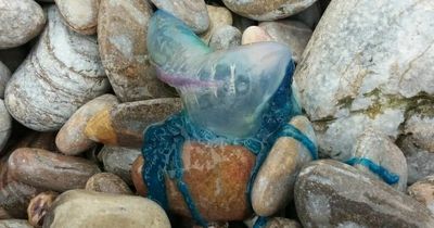 Deadly jellyfish washes up on British beach and stings woman out on morning swim