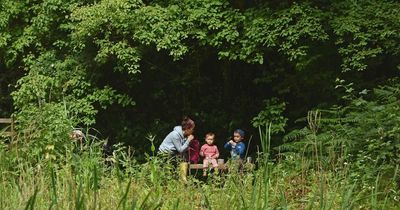 Want a woodland on your doorstep? You can choose where Wales' new national forest will be