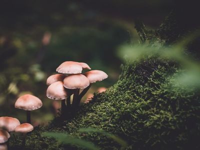 Mycotopia Therapies Expands Supply Agreement With HAVN Life Sciences To Include Functional Mushrooms & Other Products