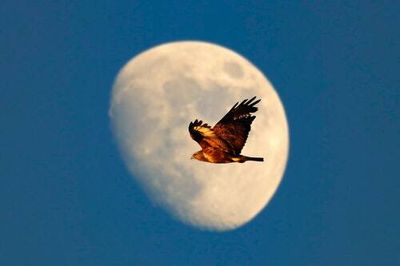 These North American birds had completely unexpected responses to the Moon