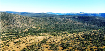 High CO₂ can upset the balance of trees and grass in savannas - what can be done about it