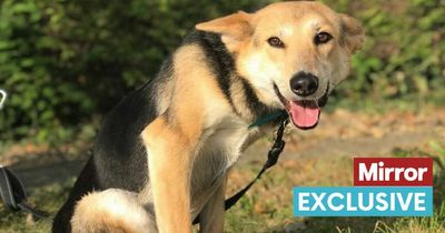 Dog who always looks cross-legged after being hit by car struggles to find home