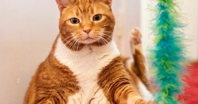 Cat too fat for door flap sheds the pounds - and is now looking for a new home