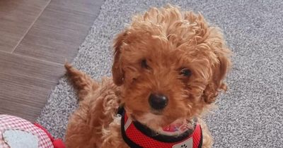 Couple told to pay £3,000 for dog's life-saving op TWO DAYS after buying her