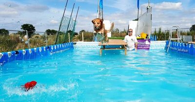 Giant doggy swimming pool with dive board hosts summer parties for pups