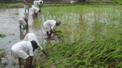 SC-appointed panel was against repealing 3 farm laws; favoured scrapping Essential Commodities Act