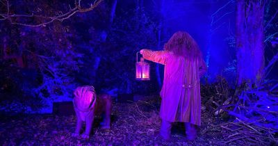 Harry Potter: A Forbidden Forest Experience returning this autumn 40 mins from Liverpool