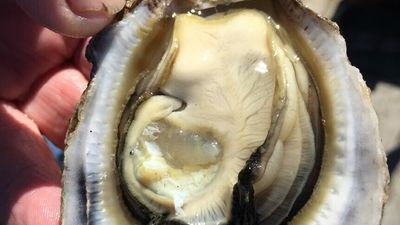 North Queensland's oyster industry ready to grow and rival Sydney's rock oyster market