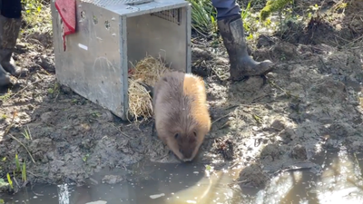 400 Years After Extinction, Beavers Return To Major City To Combat Flood Concerns