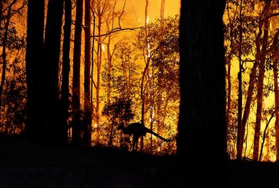 2020 fires punched hole in ozone layer
