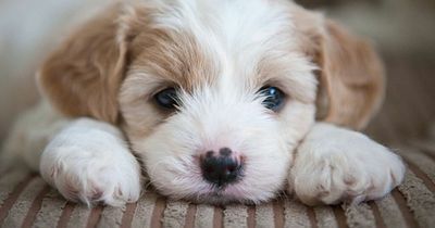 Glasgow cafe to sell 'pupcakes' and 'puppiccinos' to celebrate National Puppy Day