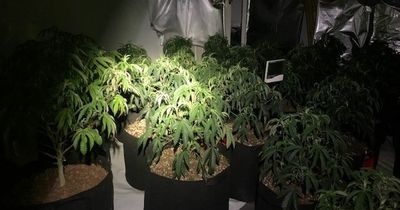 Cannabis factory found in Swansea property