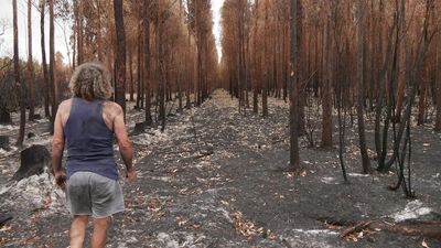 Plantation timber insurance unaffordable for growers after Black Summer fires