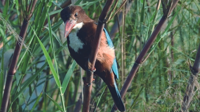 Biodiversity count: 23,907 birds of 159 species seen in Delhi
