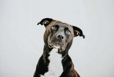 Dog dumped for being "gay"