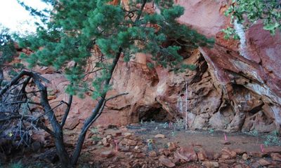 Wattle used for tools, food and medicine by Western Desert traditional owners for 50,000 years, study shows